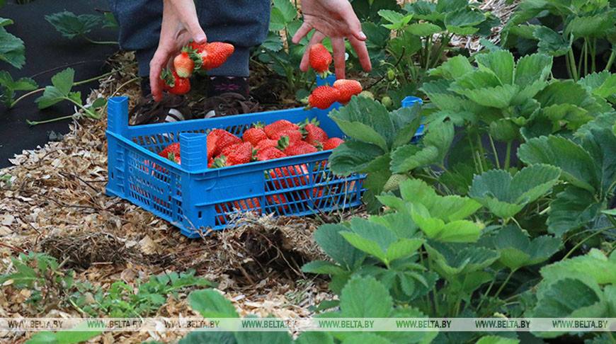 Новый набор в "Органик школу" открыт для белорусских фермеров