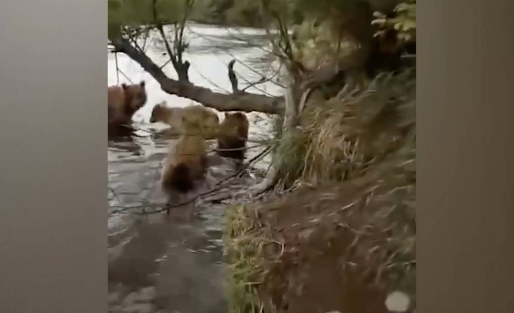 "Ну-ка, давай, мамка, забирай своих! Дайте порыбачить!": Восхищающий спокойствием житель Камчатки отогнал медведицу с медвежатами удочкой