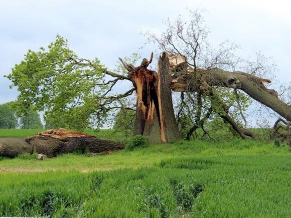 На Урале отдыхавшую с семьей на оленьей ферме женщину убило поваленным ураганом деревом