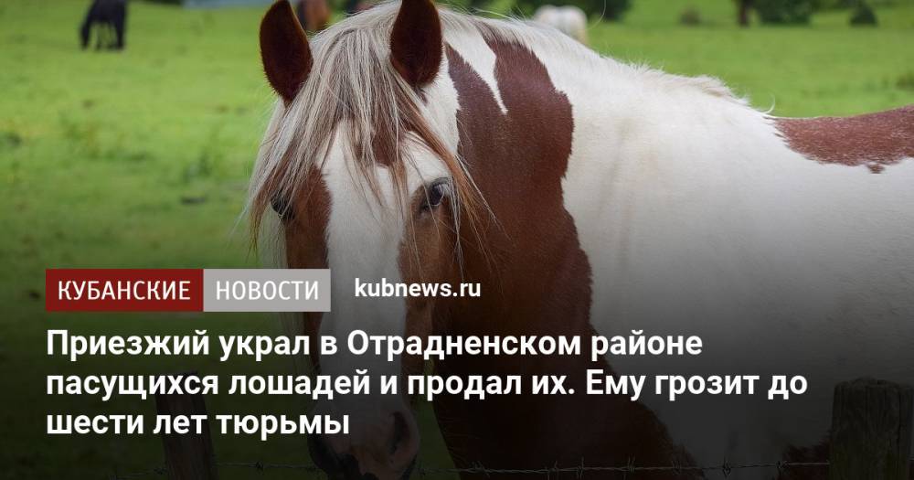 Приезжий украл в Отрадненском районе пасущихся лошадей и продал их. Ему грозит до шести лет тюрьмы