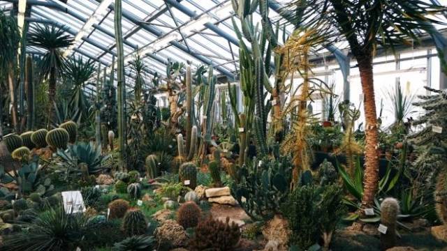 Ботанический сад Петербурга закрывает оранжереи из-за аномальной жары