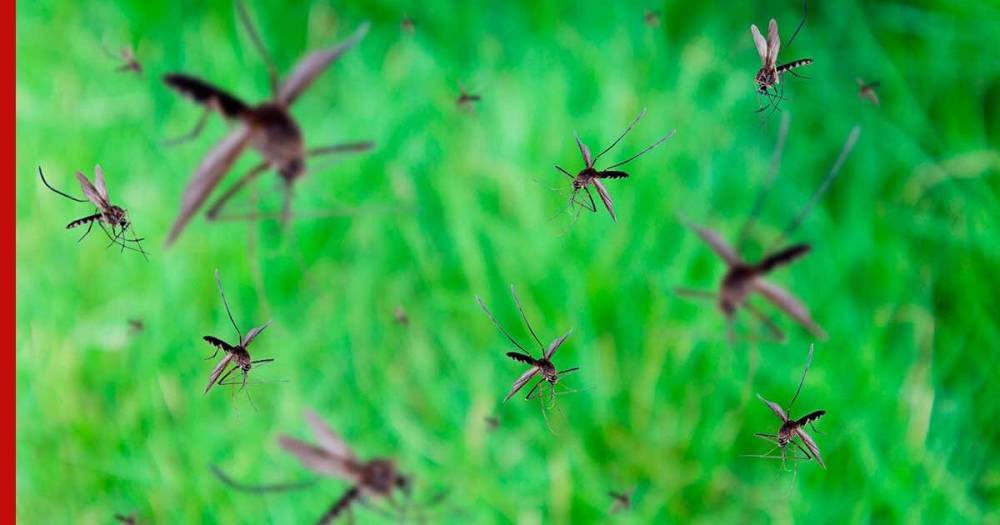 Экологичные средства для защиты от комаров перечислили эксперты