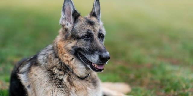 Президент США Джо Байден потерял одну из своих любимых собак