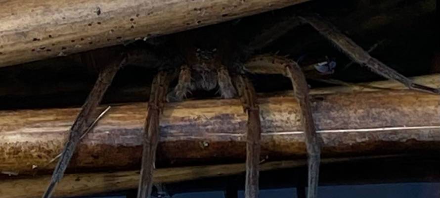 «Страшно невероятно»: жители Петрозаводска обнаружили паука-гиганта (ФОТО)