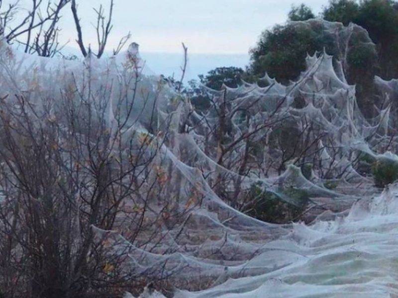 Ужас и восхищение: паучья вуаль вызвала шок у жителей Австралии