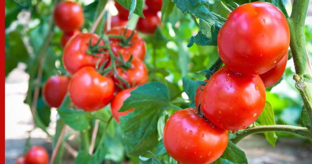 Сеньор помидор: как вырастить хороший урожай томатов