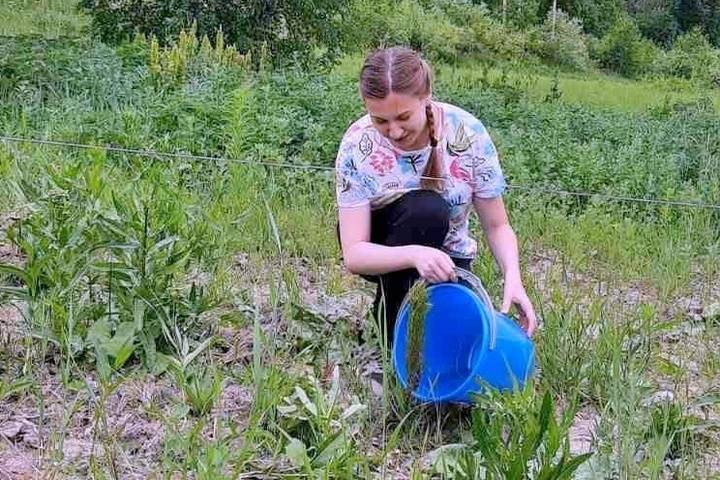 Студенты Тюменского ГМУ высадили хвойную аллею