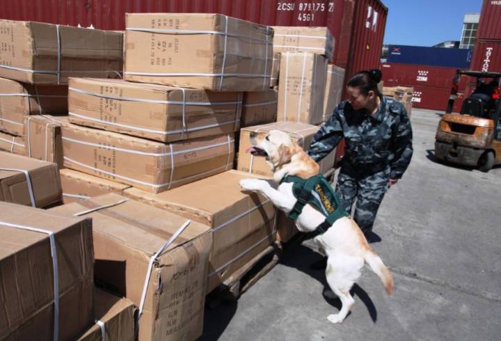 С начала года собаки Северо-Западной таможни помогли изъять более 160 кг наркотиков