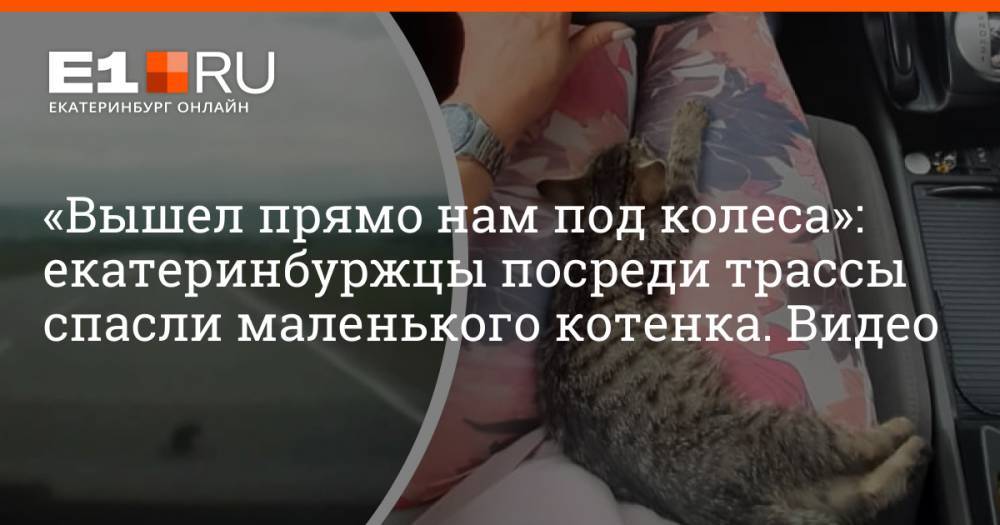 «Вышел прямо нам под колеса»: екатеринбуржцы посреди трассы спасли маленького котенка. Видео