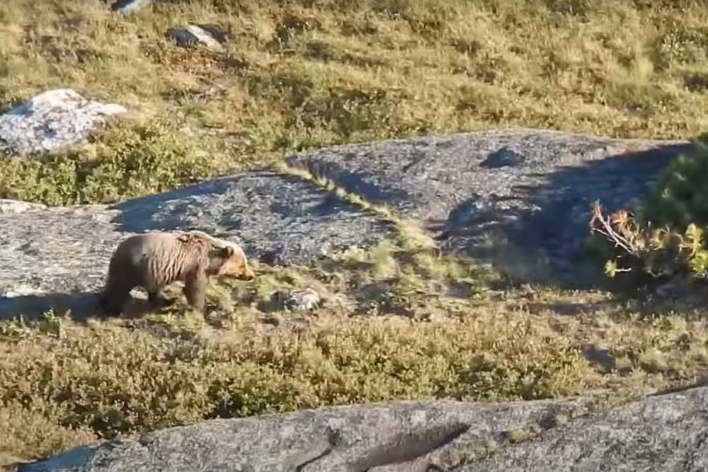 Медведь напал на тургруппу в Ергаках: погиб подросток