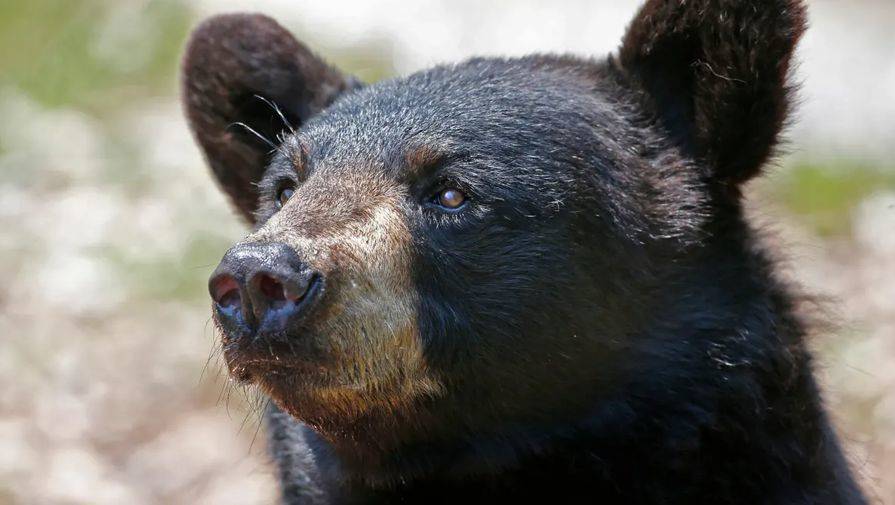 Медведь убил подростка в Красноярском крае