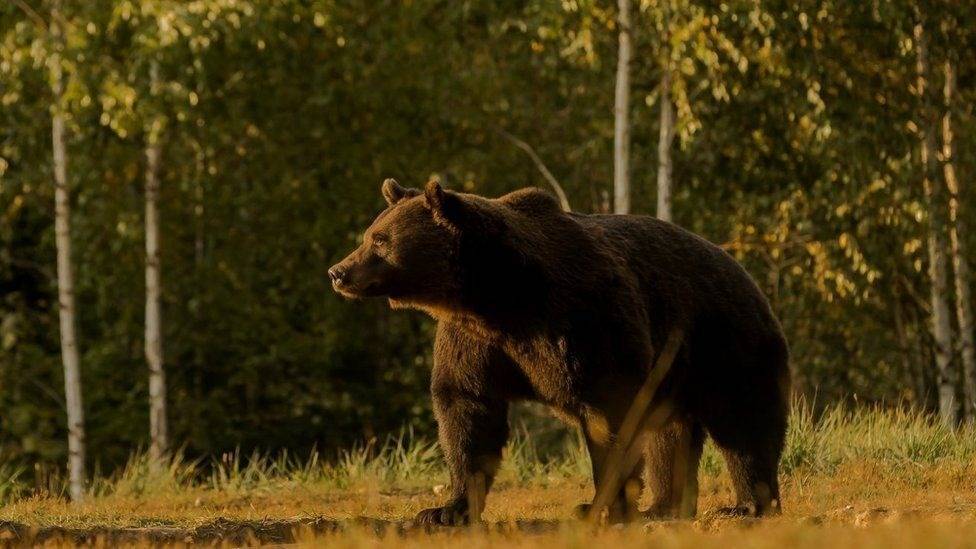 Медведь напал на туристов в Сибири. Погиб мальчик, мужчина пошел с ножом на зверя