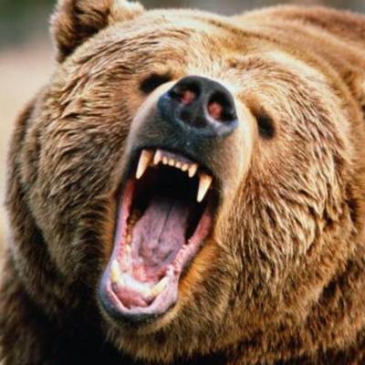 Медведь напал на туристическую группу в нацпарке Ергаки