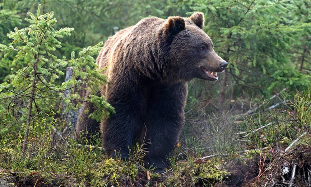 Медведь напал на туристов: погиб подросток