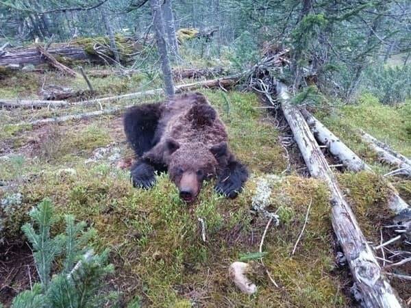 В Красноярском крае застрелили напавшего на группу туристов медведя