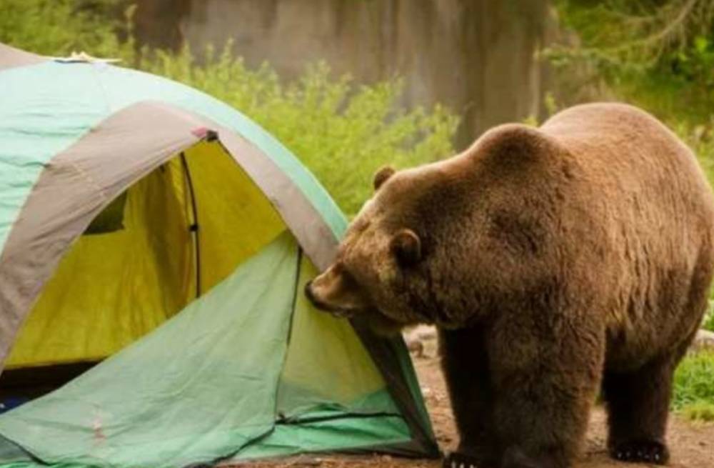 Медведь напал на туристов, погиб ребенок: детали трагедии в России