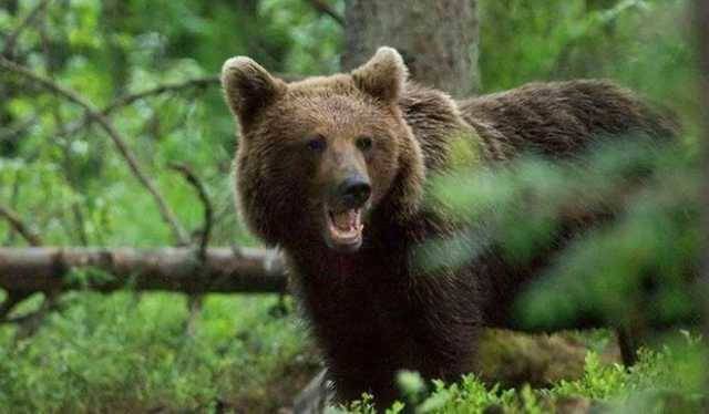 В России медведь напал на группу туристов: погиб ребенок