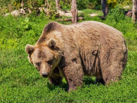 Подросток, погибший от медведя в Красноярском крае, работал в турпоходе