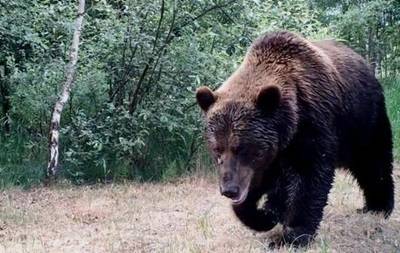 В России медведь напал на туристов: погиб подросток
