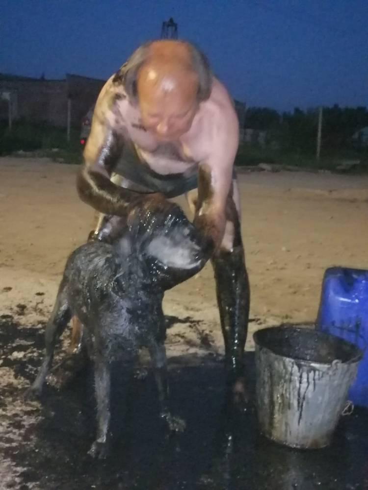 В Тверской области спасли провалившихся в мазут собак