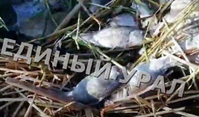 В Минэкологии Башкирии прокомментировали массовую гибель рыбы в Графском озере