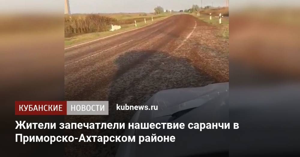 Жители Приморско-Ахтарского района запечатлели нашествие саранчи