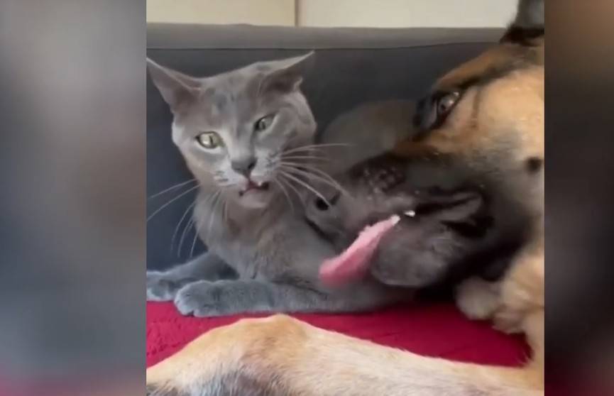 «Вся жизнь перед глазами пронеслась»: реакция кота на ласковое поведение собаки рассмешила интернет