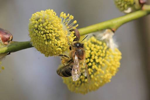 Пыльца может усиливать распространение COVID-19, — исследование
