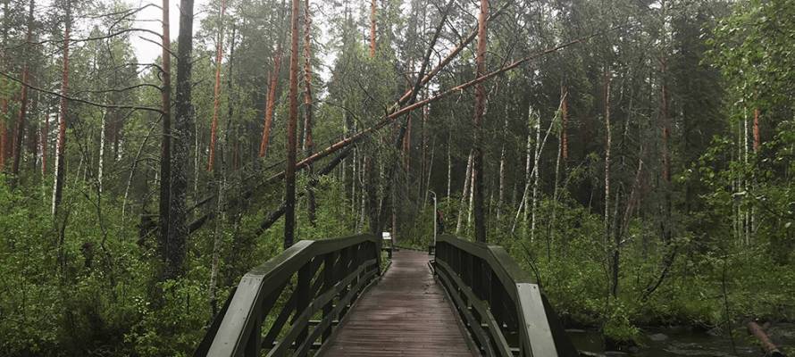 «Убрать поваленные после вчерашнего урагана деревья»: стихия обрушилась на север Карелии