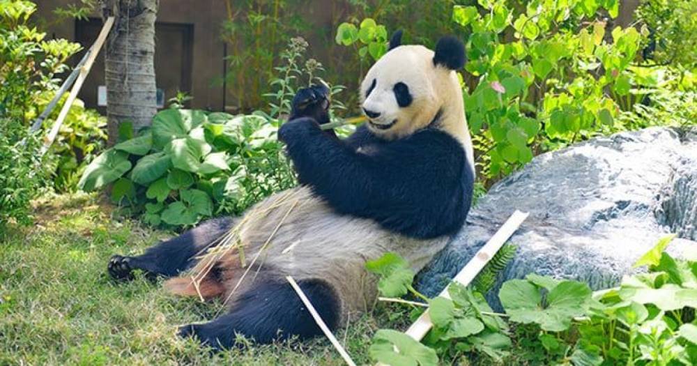 Гигантская панда Шин Шин в японском зоопарке родила близнецов
