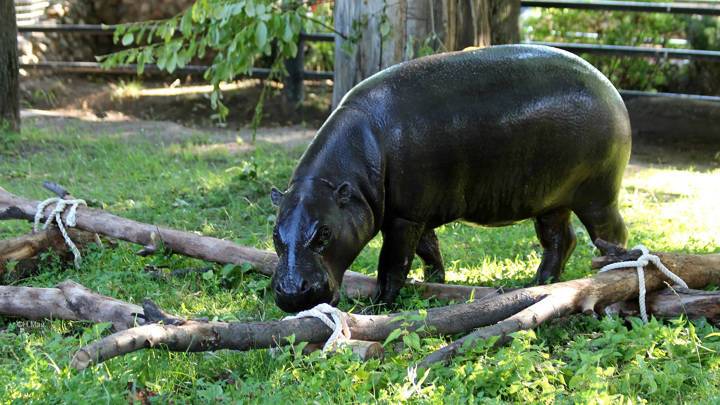 Московский зоопарк: домик для карликового бегемота Ксюши обойдется в 31 миллион
