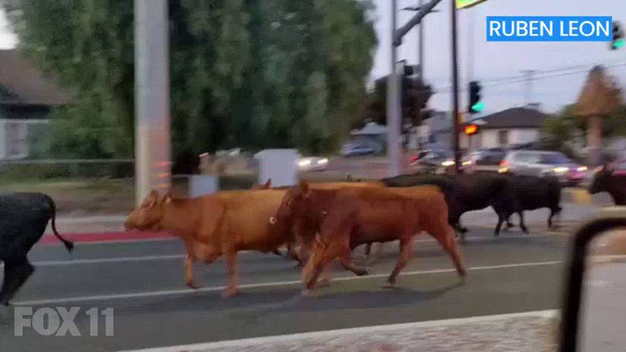Полицейские устроили погоню за сбежавшими с бойни коровами в Калифорнии