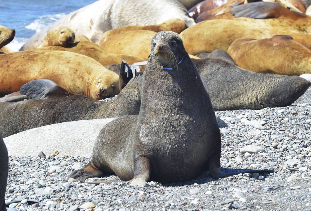 На острове Тюленьем освободили от пластиковых ошейников четырех морских котиков