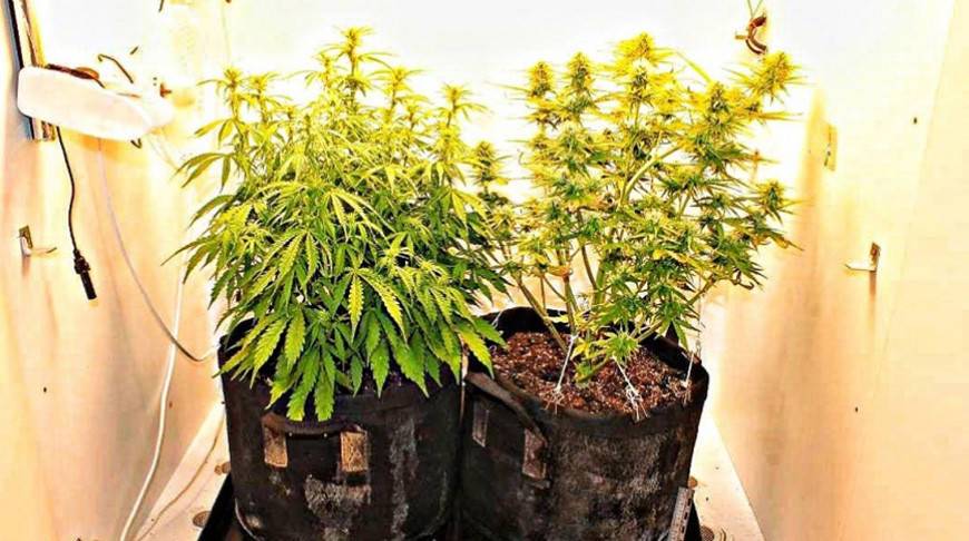 Гродненец дома в шкафу выращивал марихуану