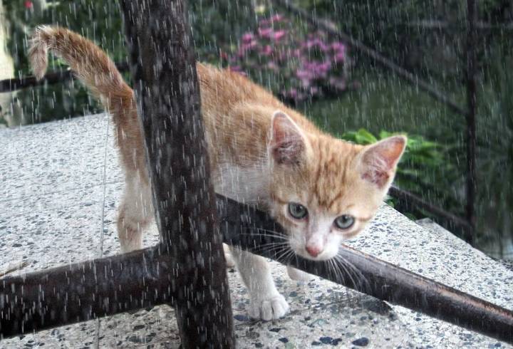 Дожди, грозы и до +32 градусов обещают в Ленобласти 25 июня