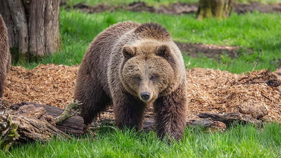 В Красноярском крае застрелили вышедшего в город медведя