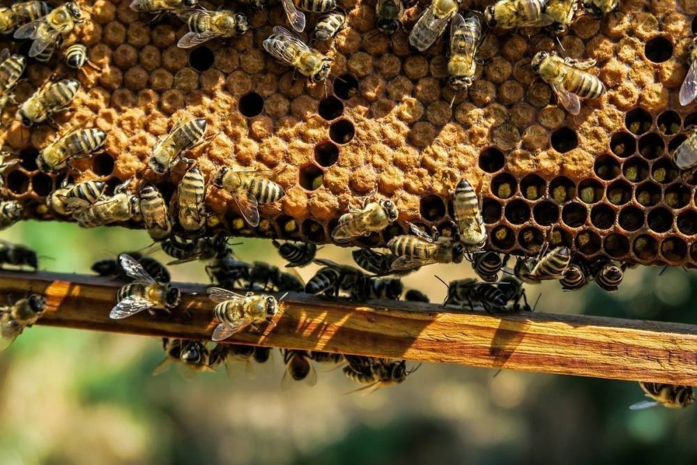 Прокуратура проведёт проверку по факту сообщений о массовой гибели пчёл в Гулькевичском районе
