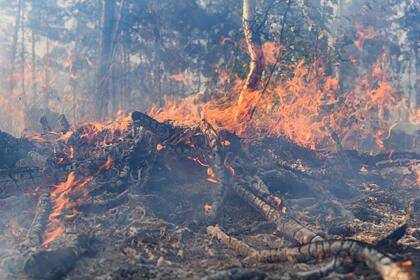 В России нашли новый способ борьбы с лесными пожарами