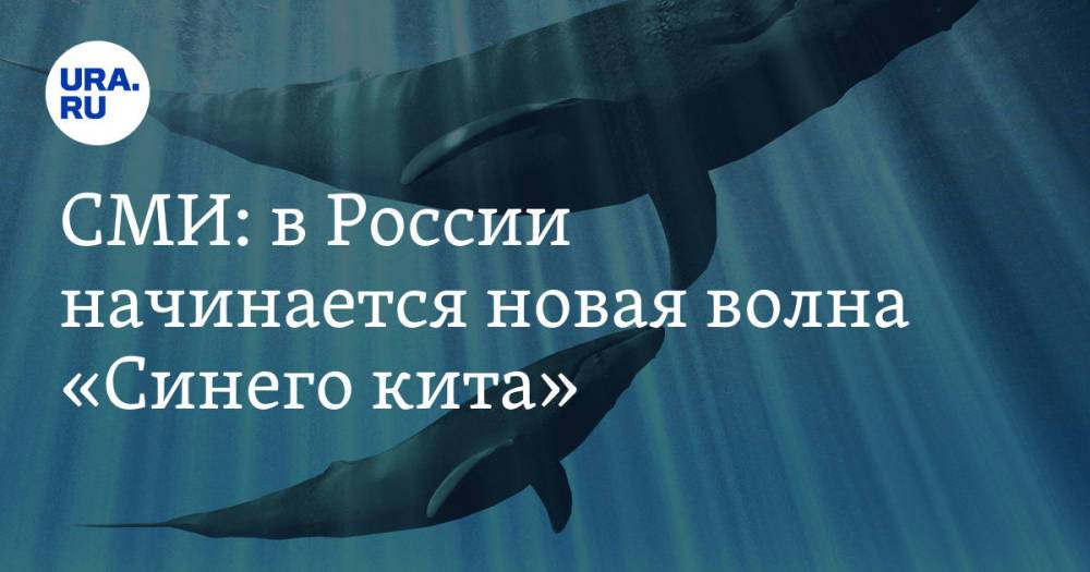 СМИ: в России начинается новая волна «Синего кита»