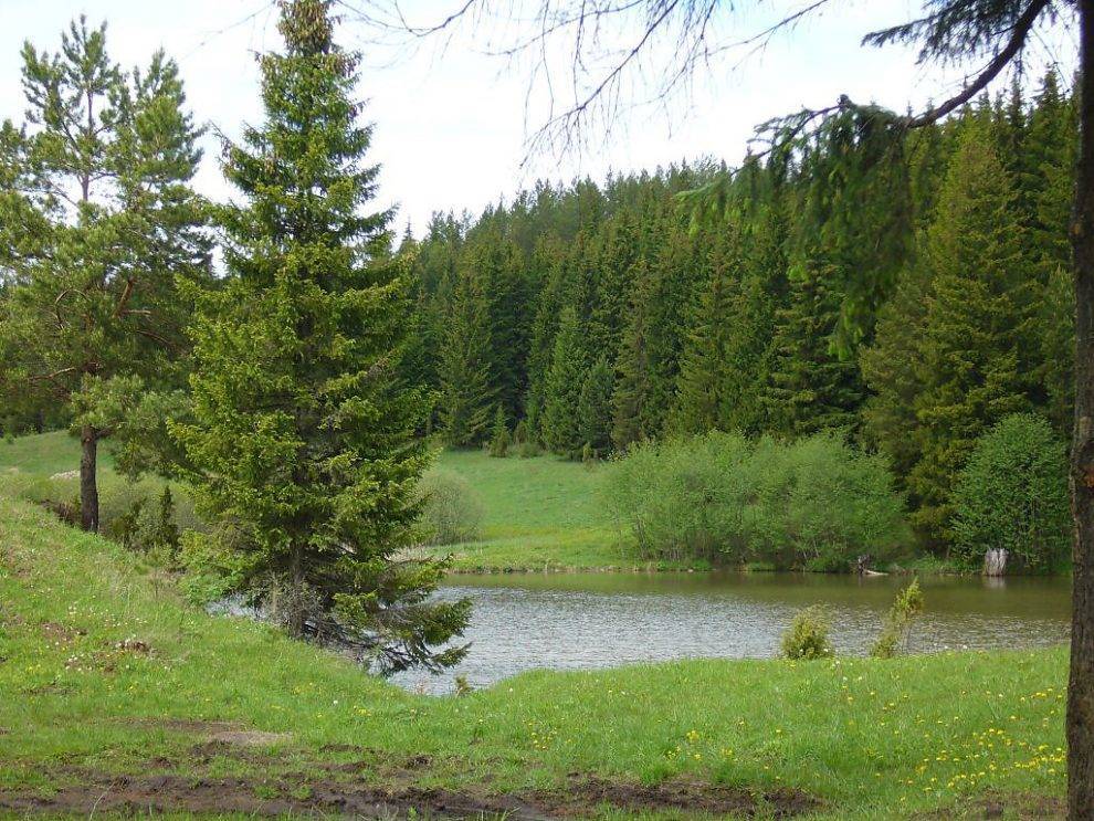 Жителям Глазовского района Удмуртии вновь запретили заходить в леса