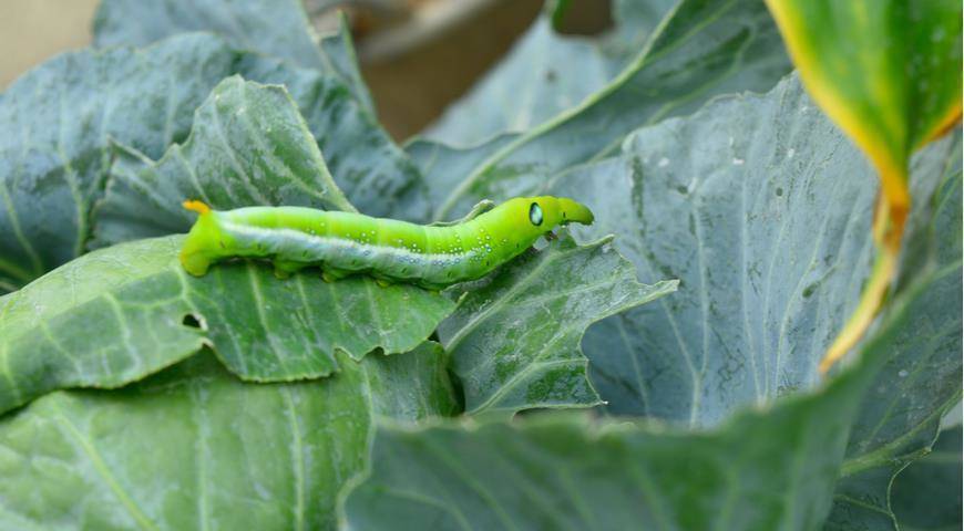Как защитить капусту от капустной совки и других гусениц