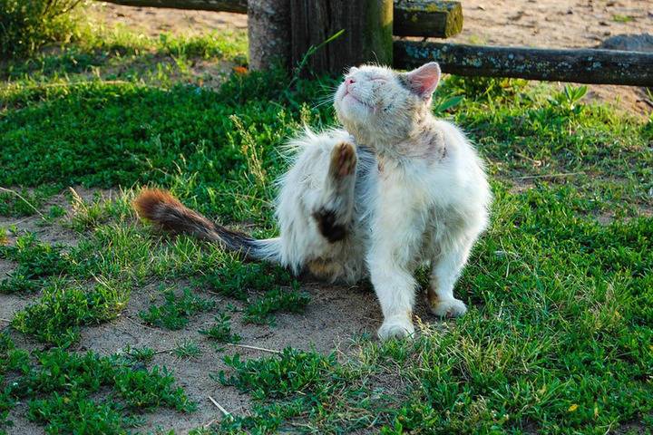 В Смоленске нашли следы расправы над дворовыми кошками