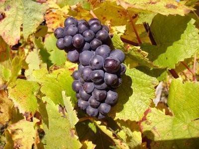Пино нуар сорт винограда