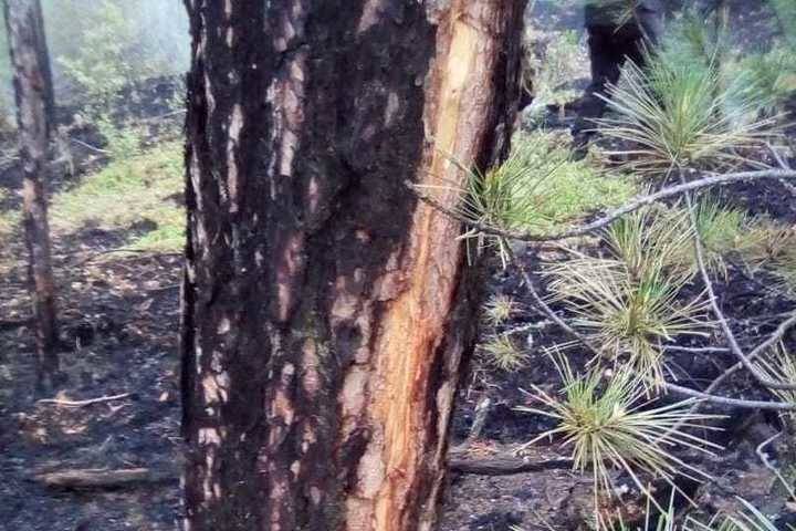 В Бурятии вторые сутки тушат четыре лесных пожара