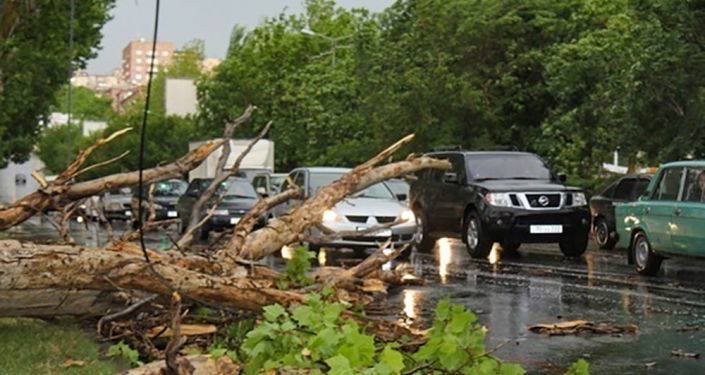 Сильные ветры вырвали с корнем деревья в Ереване и ряде регионов
