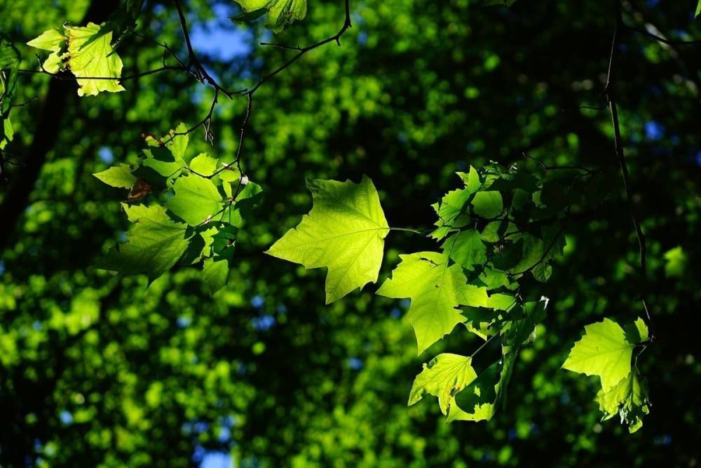 57,5 тысячи деревьев высадили в Псковской области