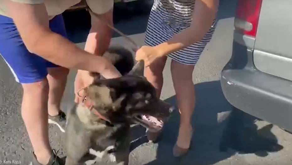 Неравнодушные жители Петербурга спасли собаку из раскалённой на жаре машины