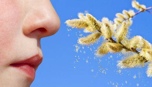 Пыльцу заподозрили в распространении коронавируса