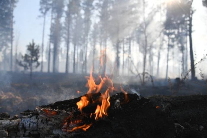 Лесные пожары на площади около 79 тыс. га тушат в Якутии
