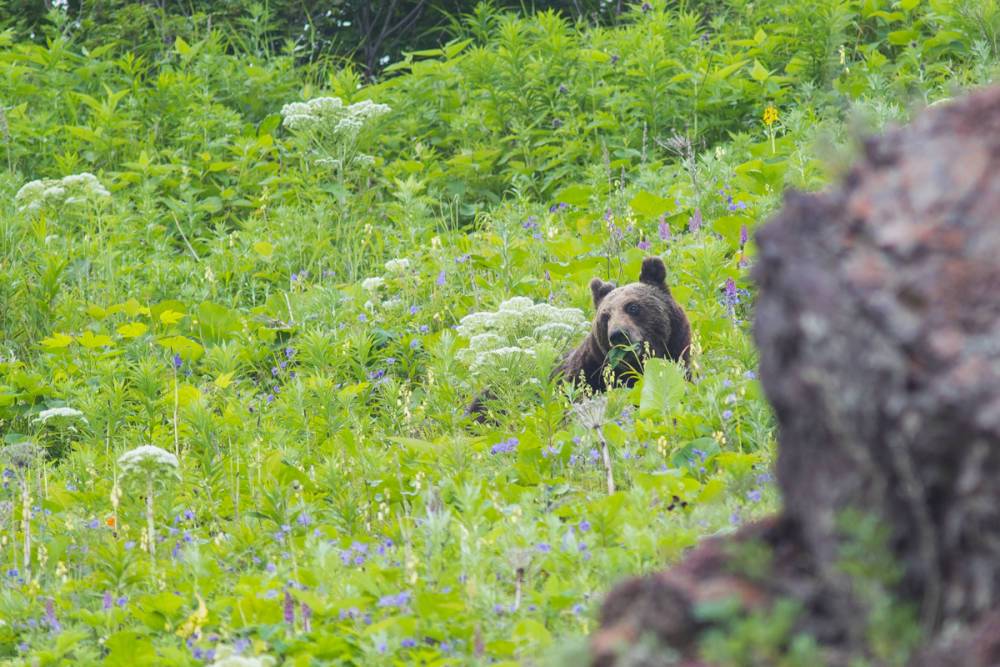 526 медведей хотят разрешить добыть сахалинским охотникам
